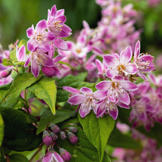 Deutzia 'Raspberry Sundae' 3L