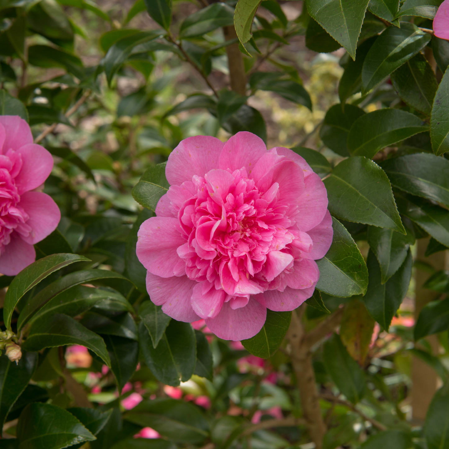 Camellia japonica Debbie 9cm / 2L