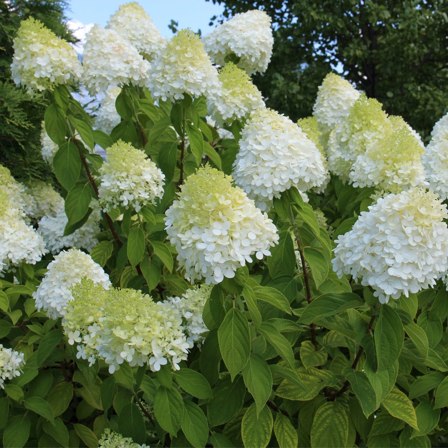 Hydrangea paniculata 'LimeLight’ Tree