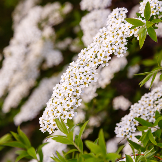 Spiraea japonica 'Snowmound' 9cm / 1L
