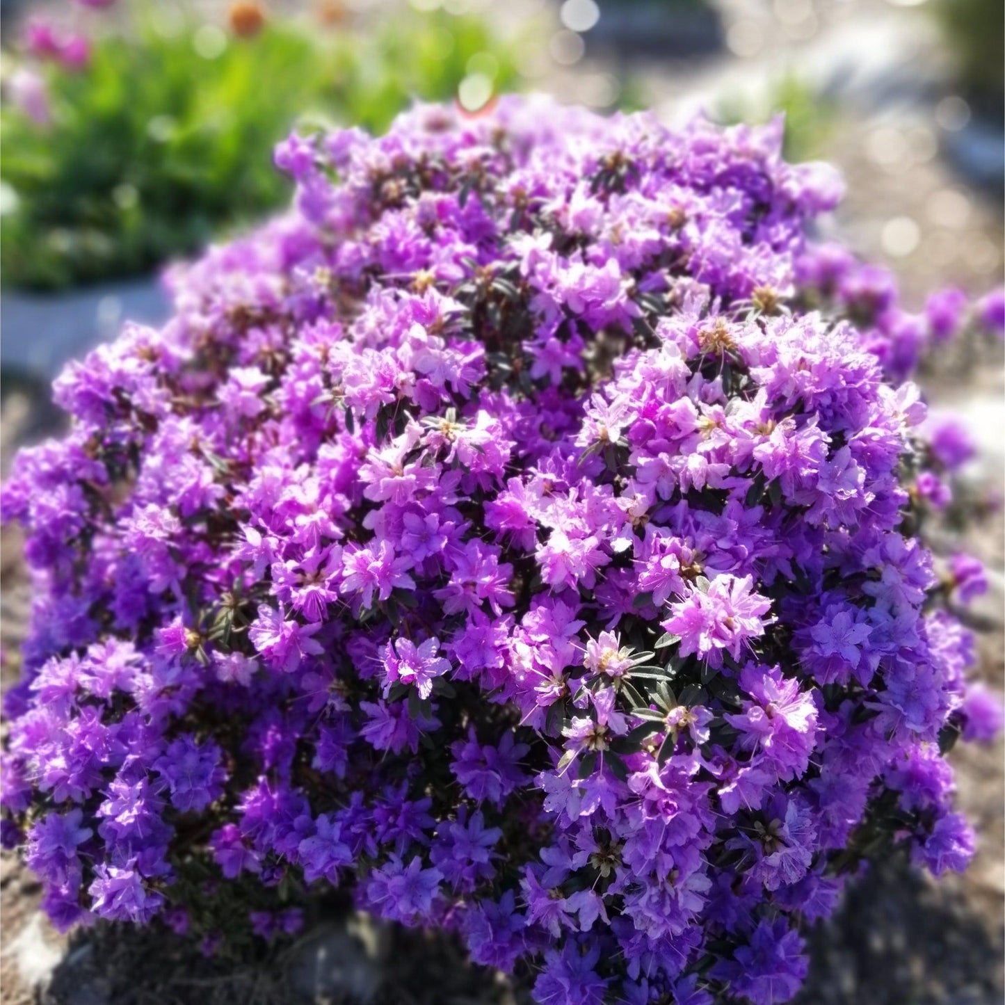 Rhododendron 'Azurika' 1L / 2L