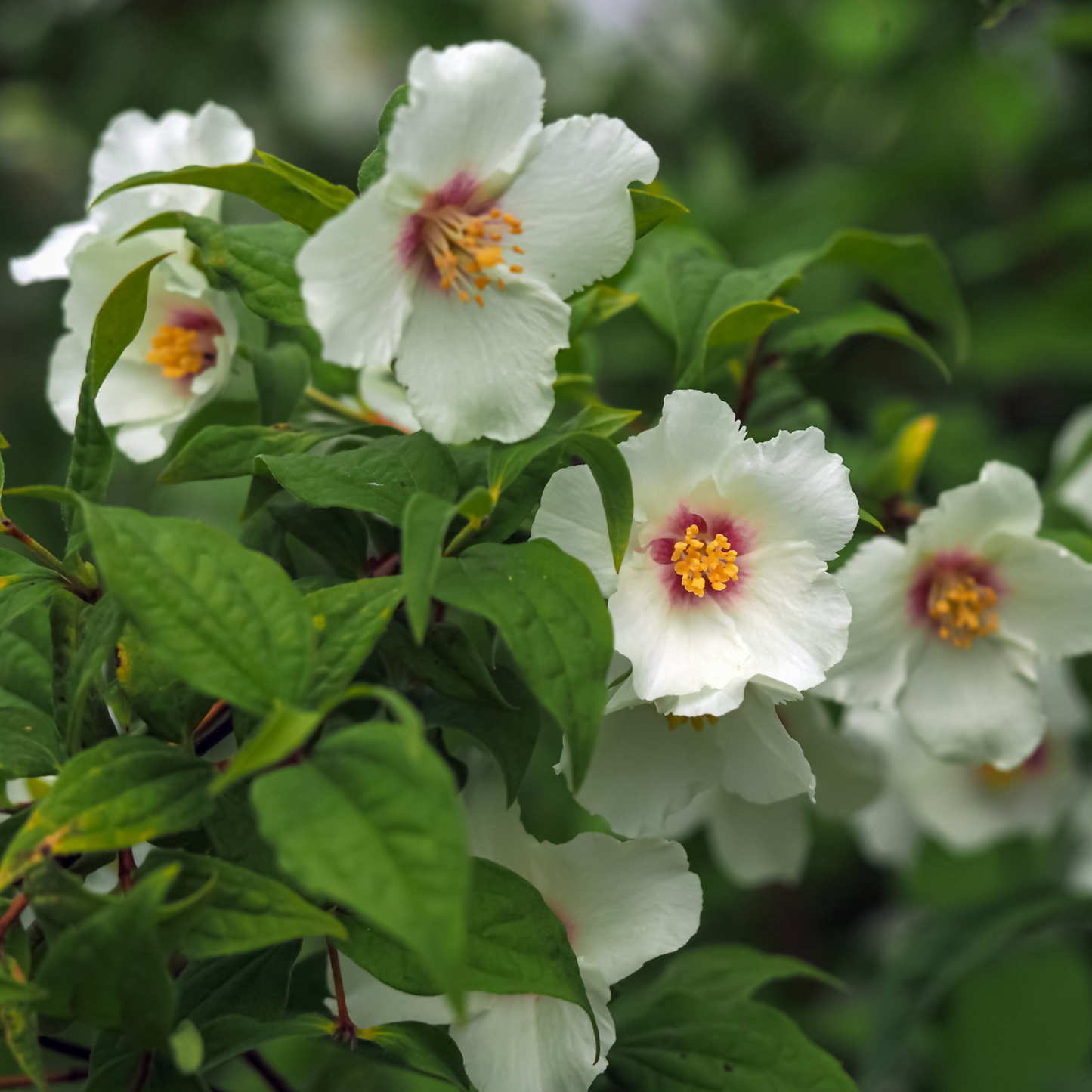 Philadelphus 'Belle Etoile' 9cm/ 1L / 2L / 4L