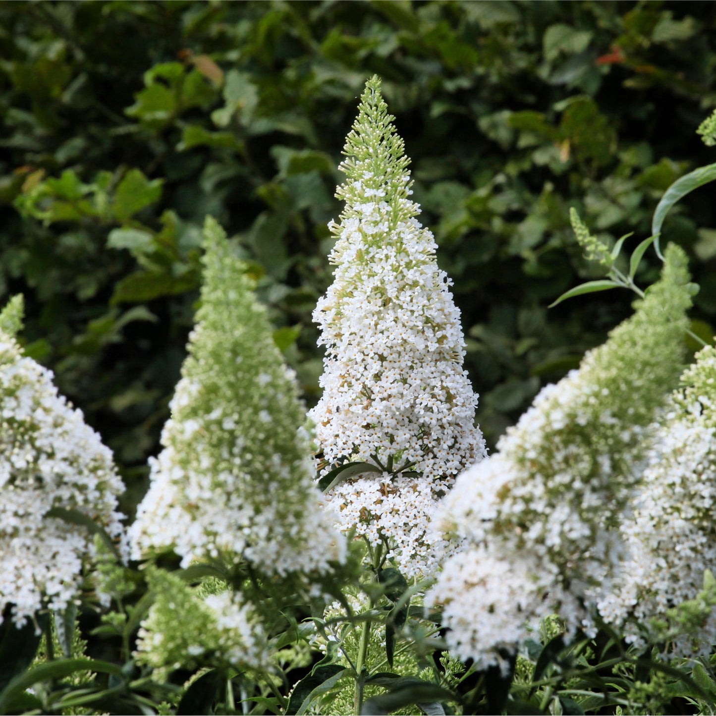 Buddleja davidii 'Nanho White' 1L / 2L