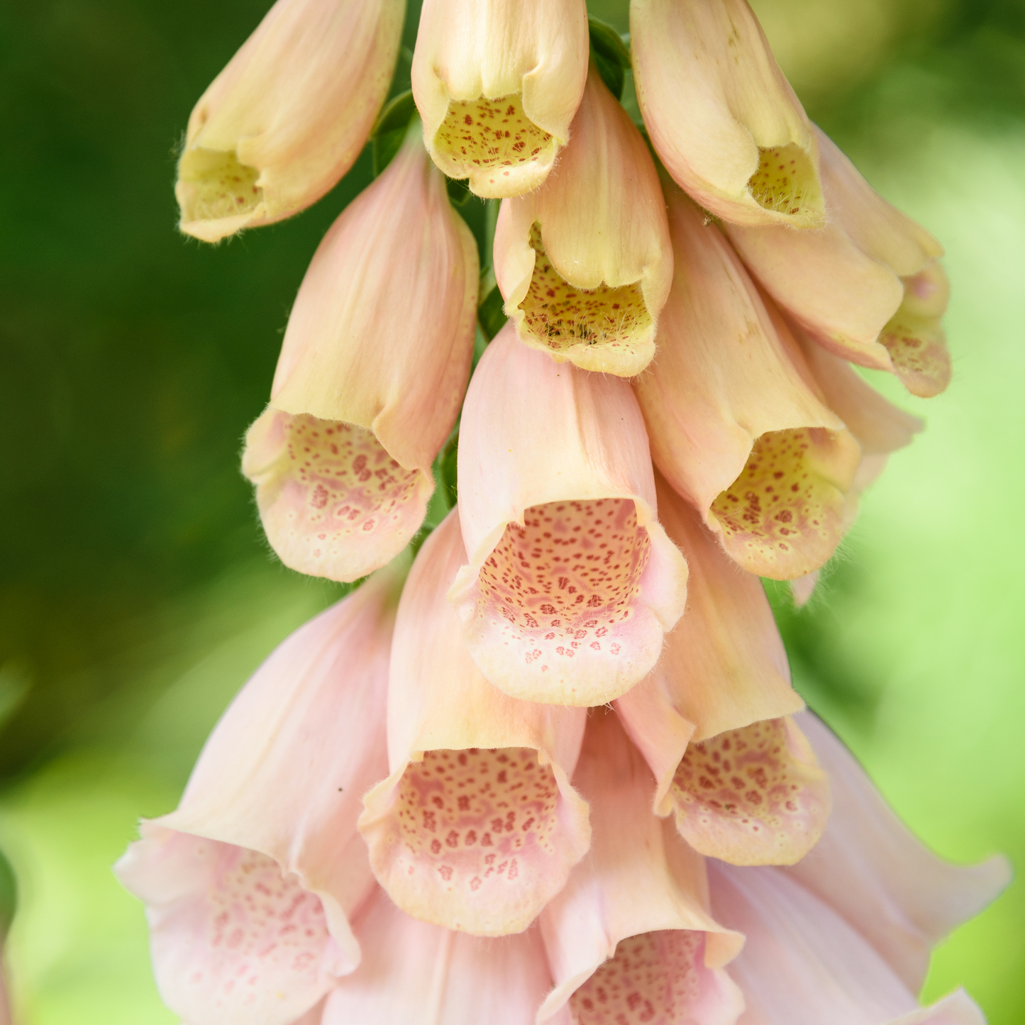 Digitalis purpurea 'Dalmatian Peach' (Foxglove) 9cm/3L