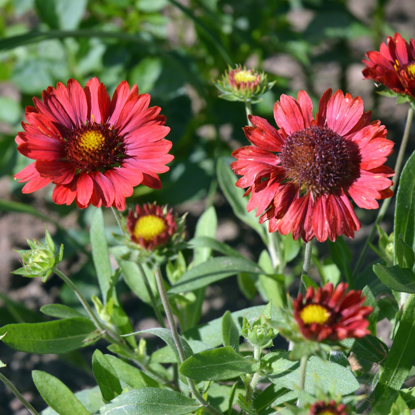 Gaillardia 'Sunrita Burgundy' 9cm Pot