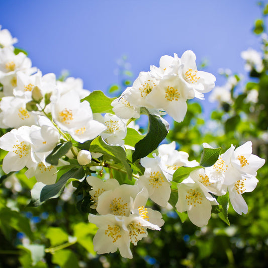Philadelphus 'Lemoinei' Mock Orange 2L / 5L