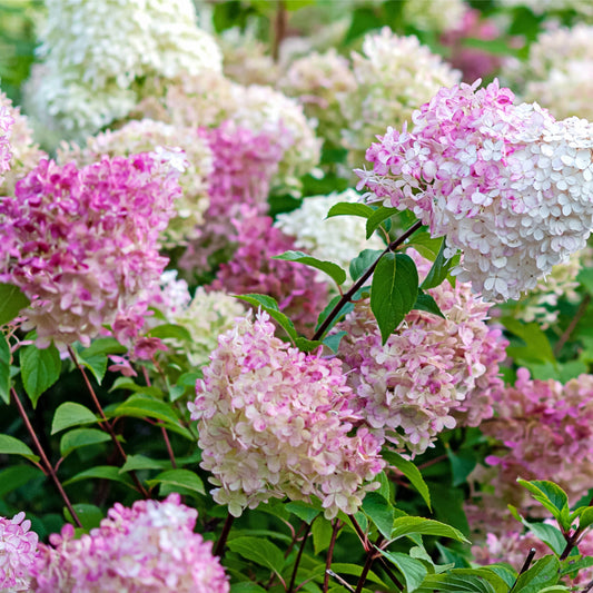 Hydrangea paniculata 'Vanille Fraise' 9cm / 2L / 3L
