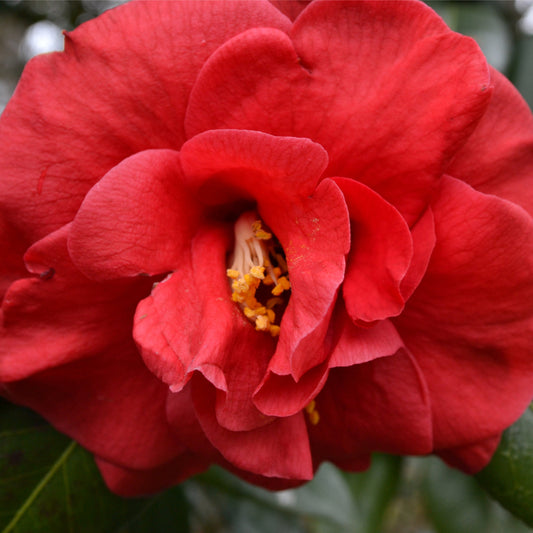 Camellia japonica 'Adolphe Audusson' 9cm / 3L