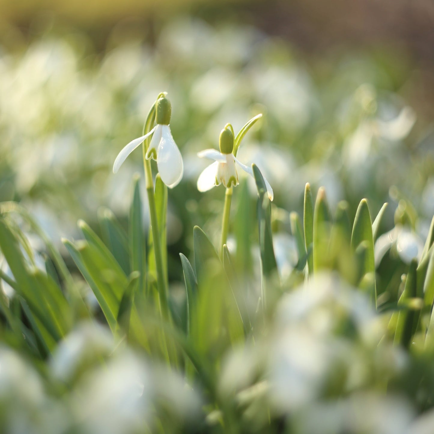 Snowdrops (7 Bulbs)