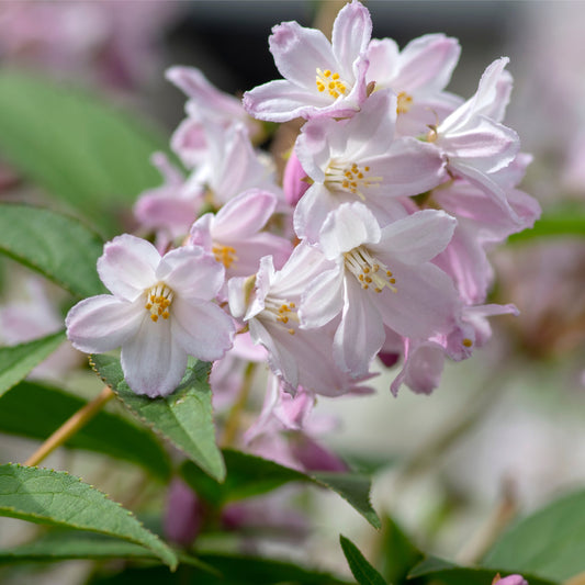 Deutzia 'Mont Rose' 1L / 2L