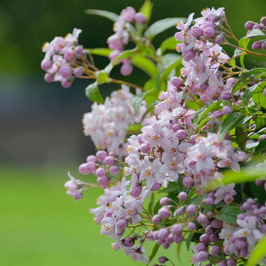 Deutzia 'Mount Rose' 3L