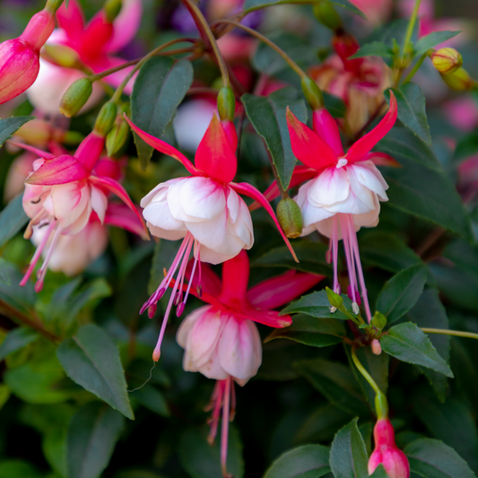 Our Choice of 2L Hardy Fuchsia