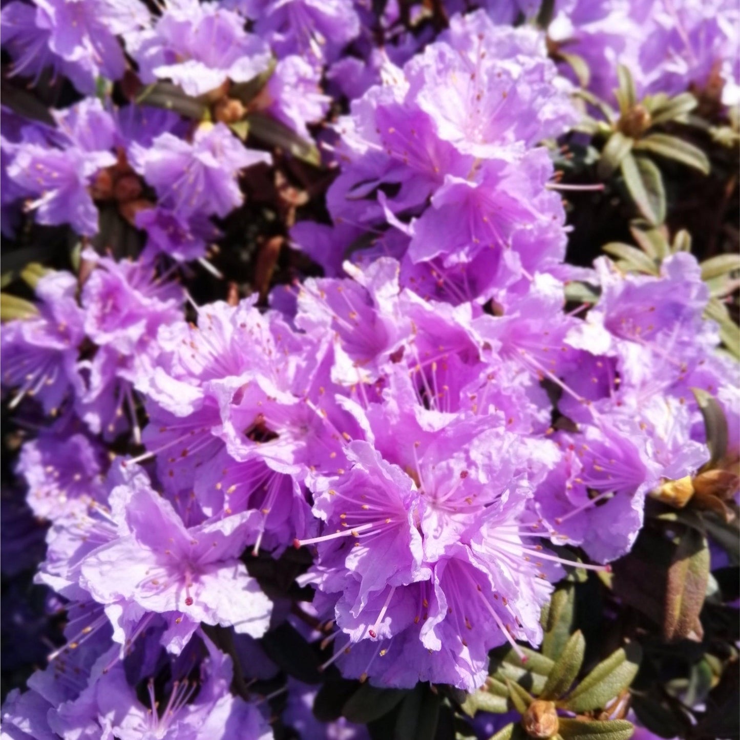 Rhododendron 'Azurika' 1L / 2L