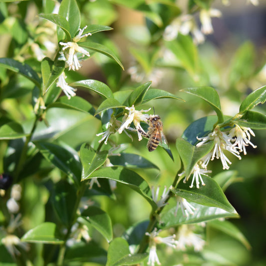 Sarcococca confusa 9cm/1L/2L