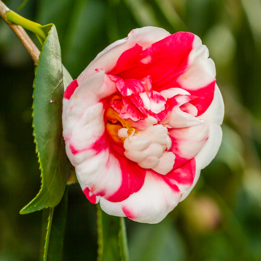 Camellia japonica Nikisi Kerin 2L / 5L