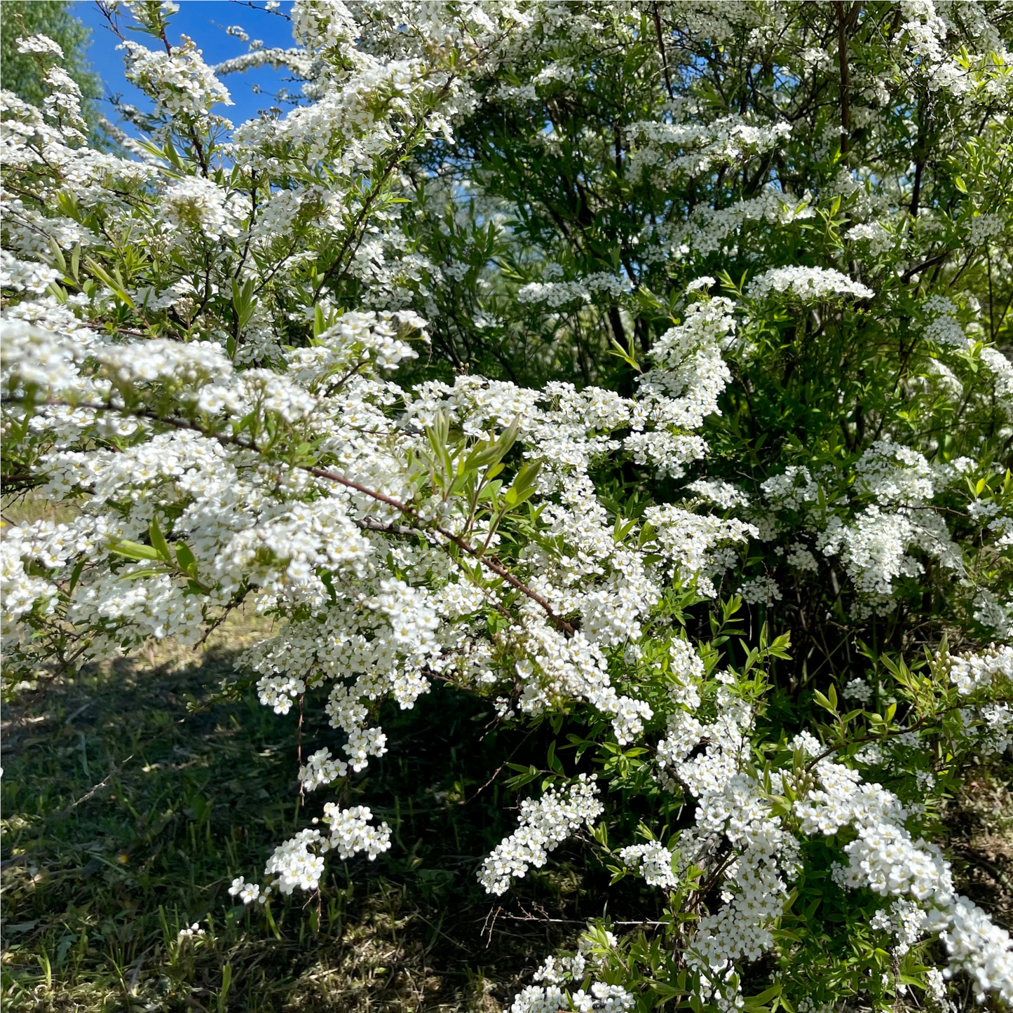Spiraea japonica 'Snowmound' 9cm / 1L