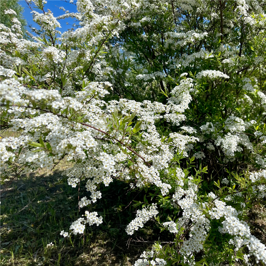 Spiraea japonica 'Snowmound' 9cm / 1L
