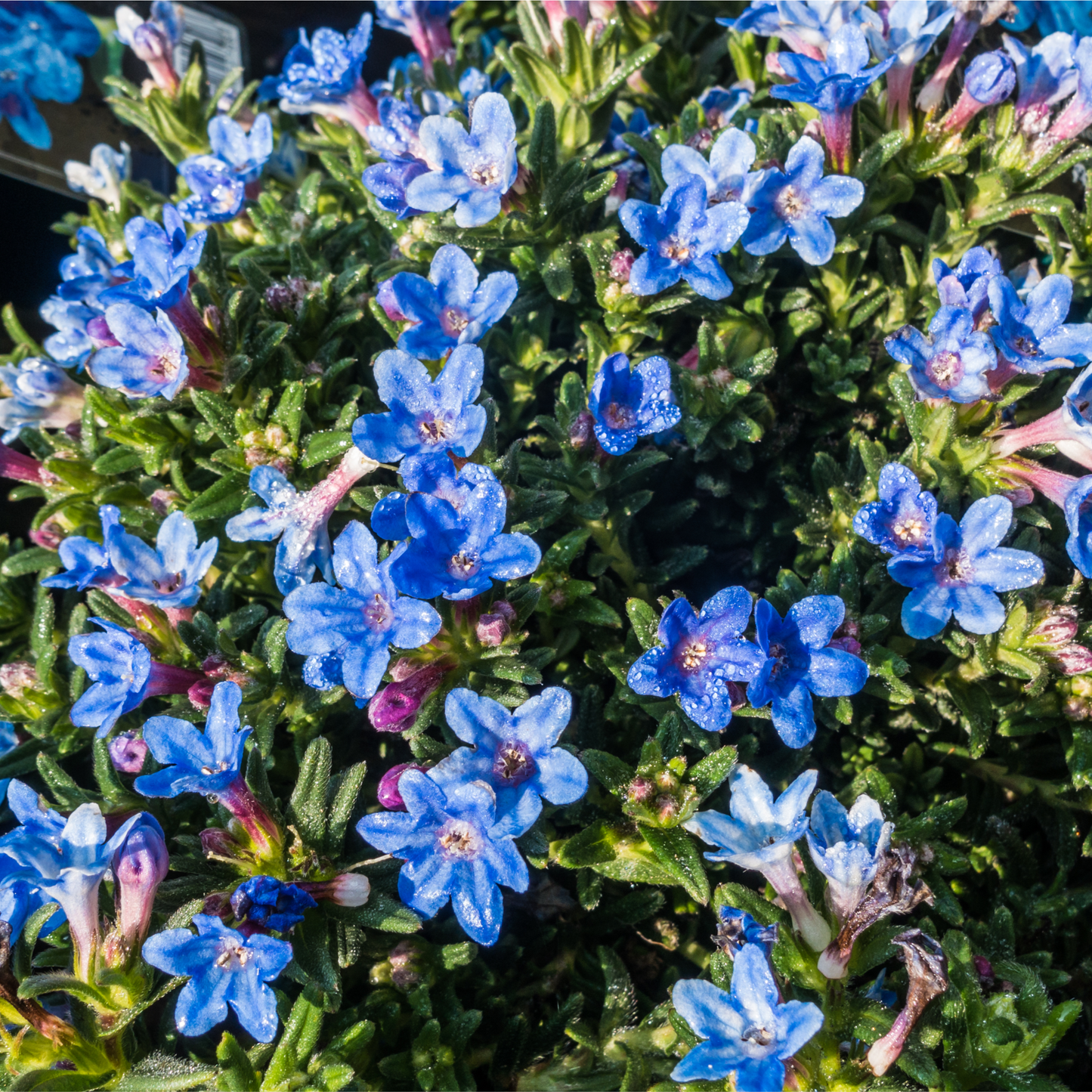 Lithodora 'Heavenly Blue'
