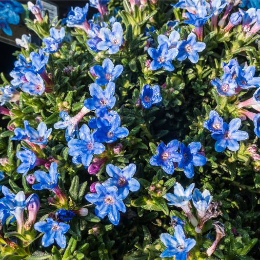 Lithodora 'Heavenly Blue'