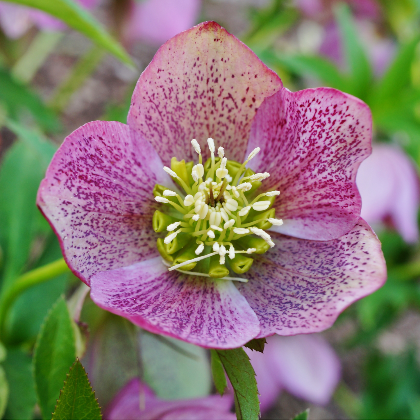 Mix of 3 Helleborus / Hellebore (3 x 9cm Pots)