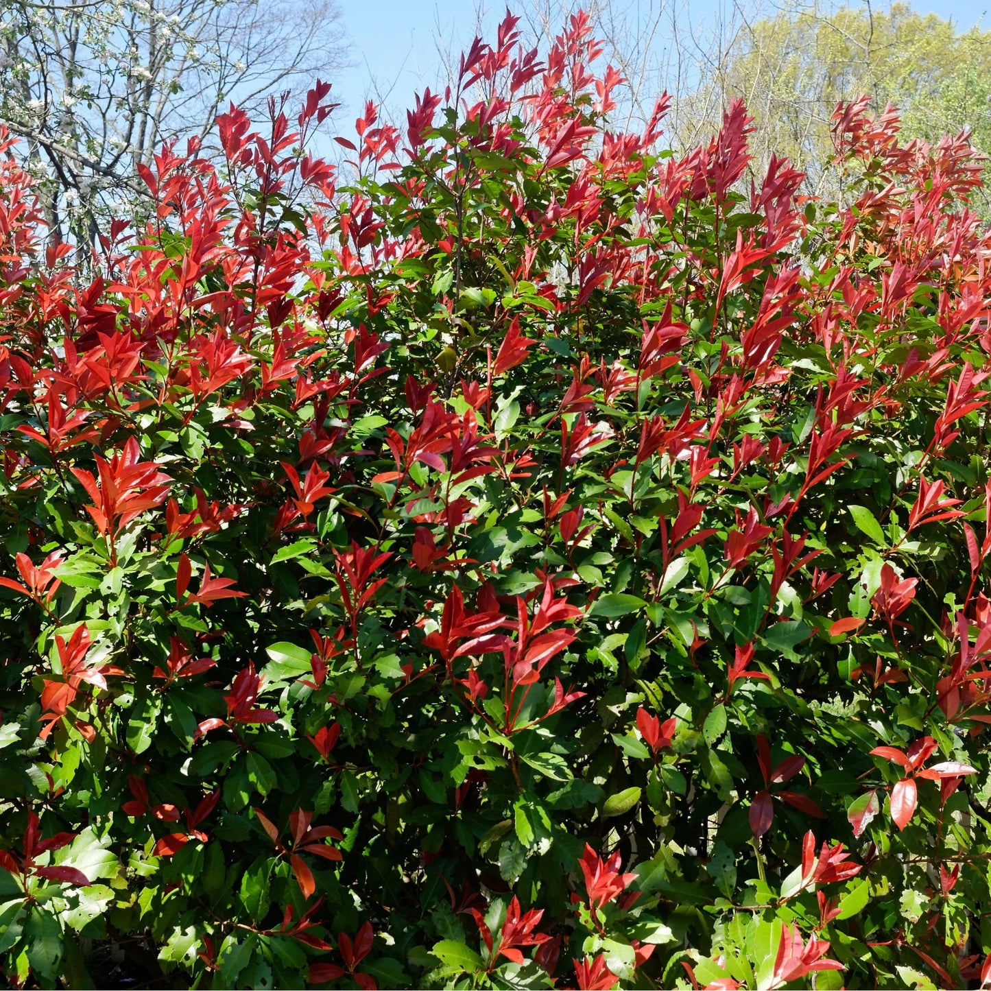 Photinia 'Carre Rouge' 9cm/2L
