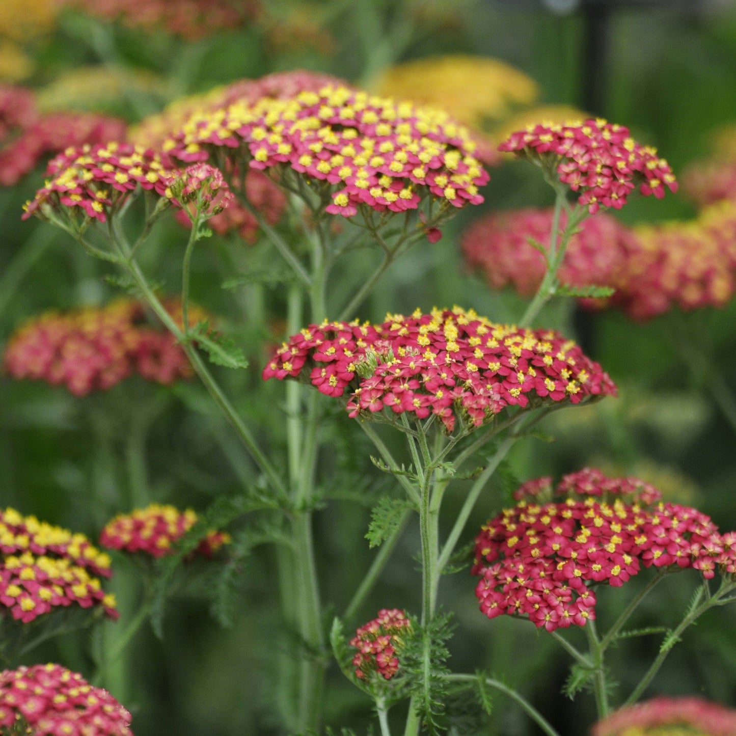 Achillea millefolium 'Paprika' (Young Perennial)