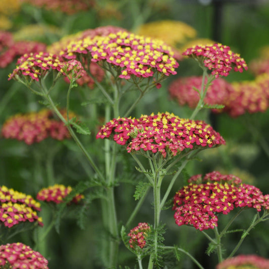 Achillea millefolium 'Paprika' (Young Perennial)
