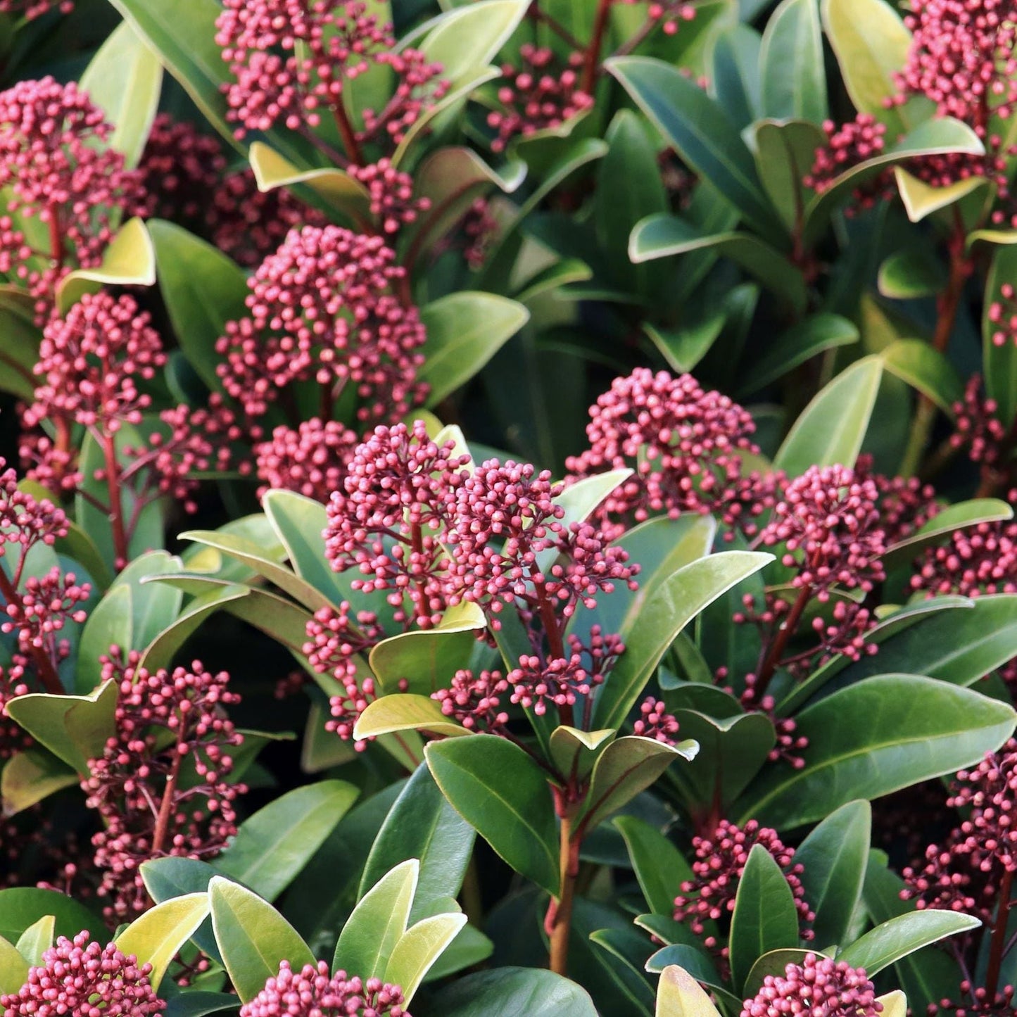 Skimmia japonica Rubella 9cm-12L