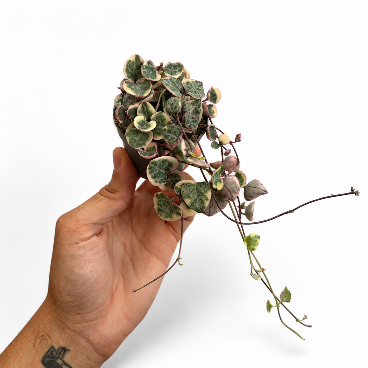 Mini plants Bundle - 6cm Plants