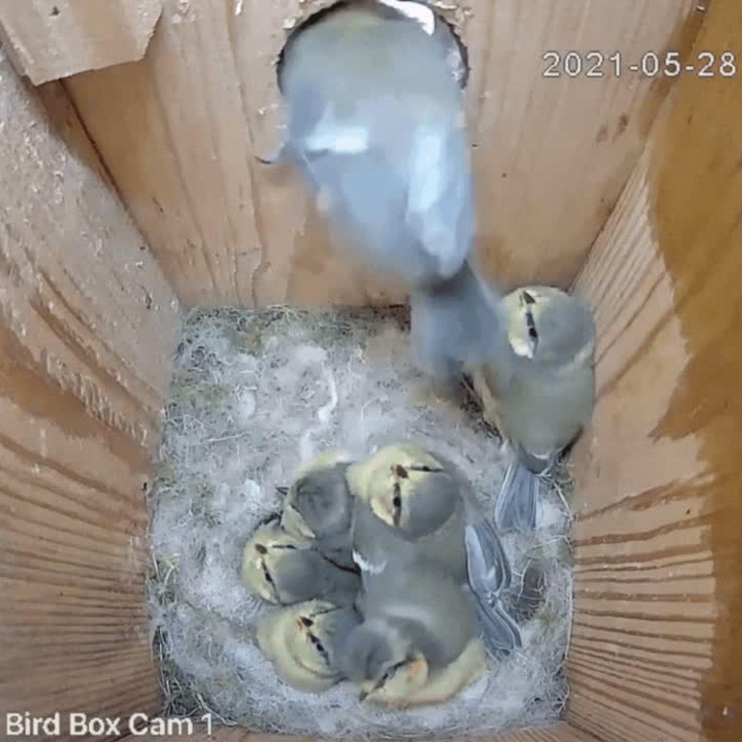 Solar Powered WiFi HD Camera for Bird Box & Wildlife Habitats