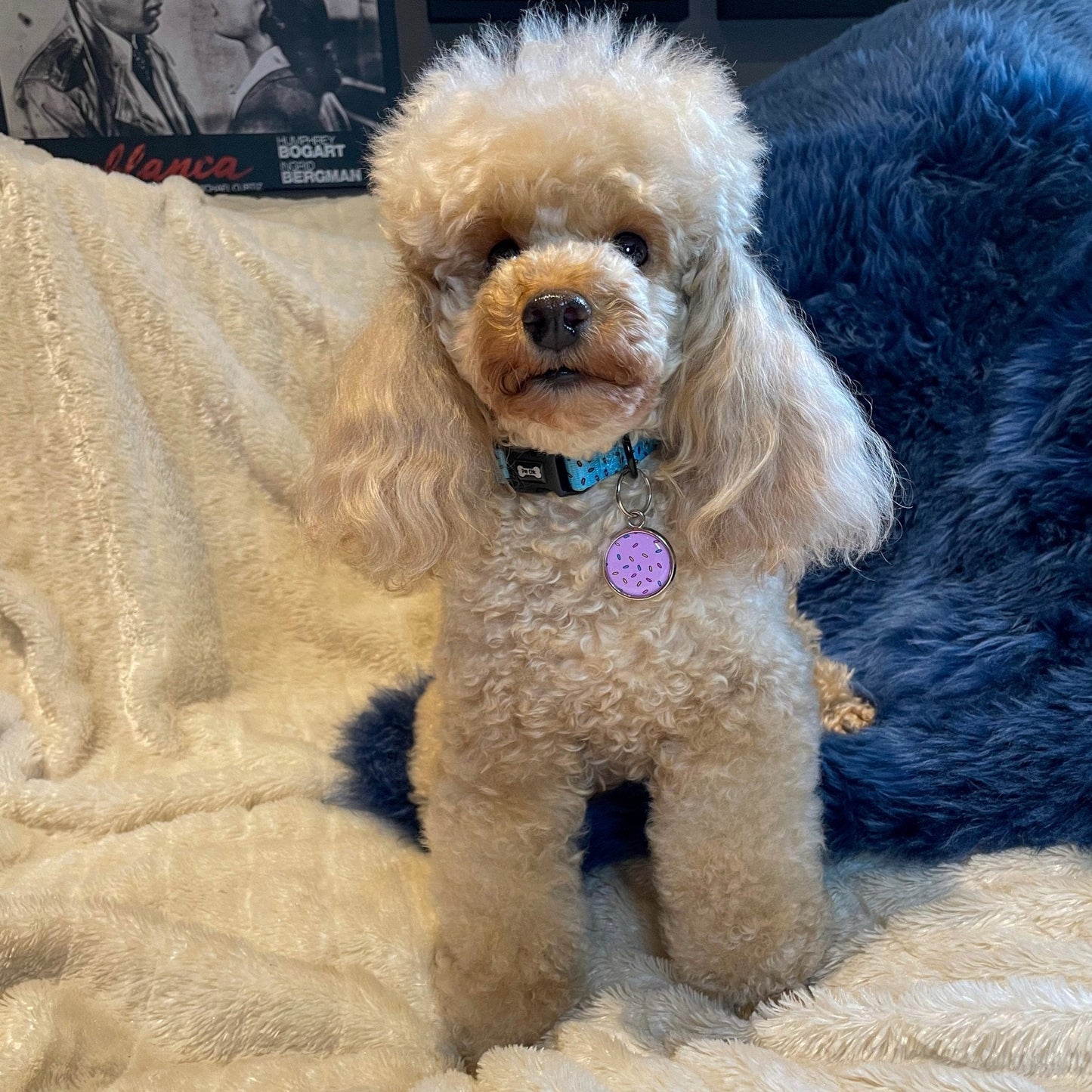 Sprinkles For Days Collar - pink or blue sprinkles dog collar