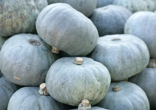 Squash Crown Prince F1