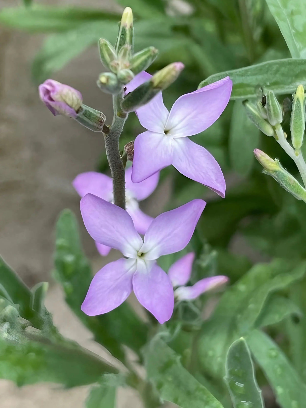 Stocks Night Scented Lavender