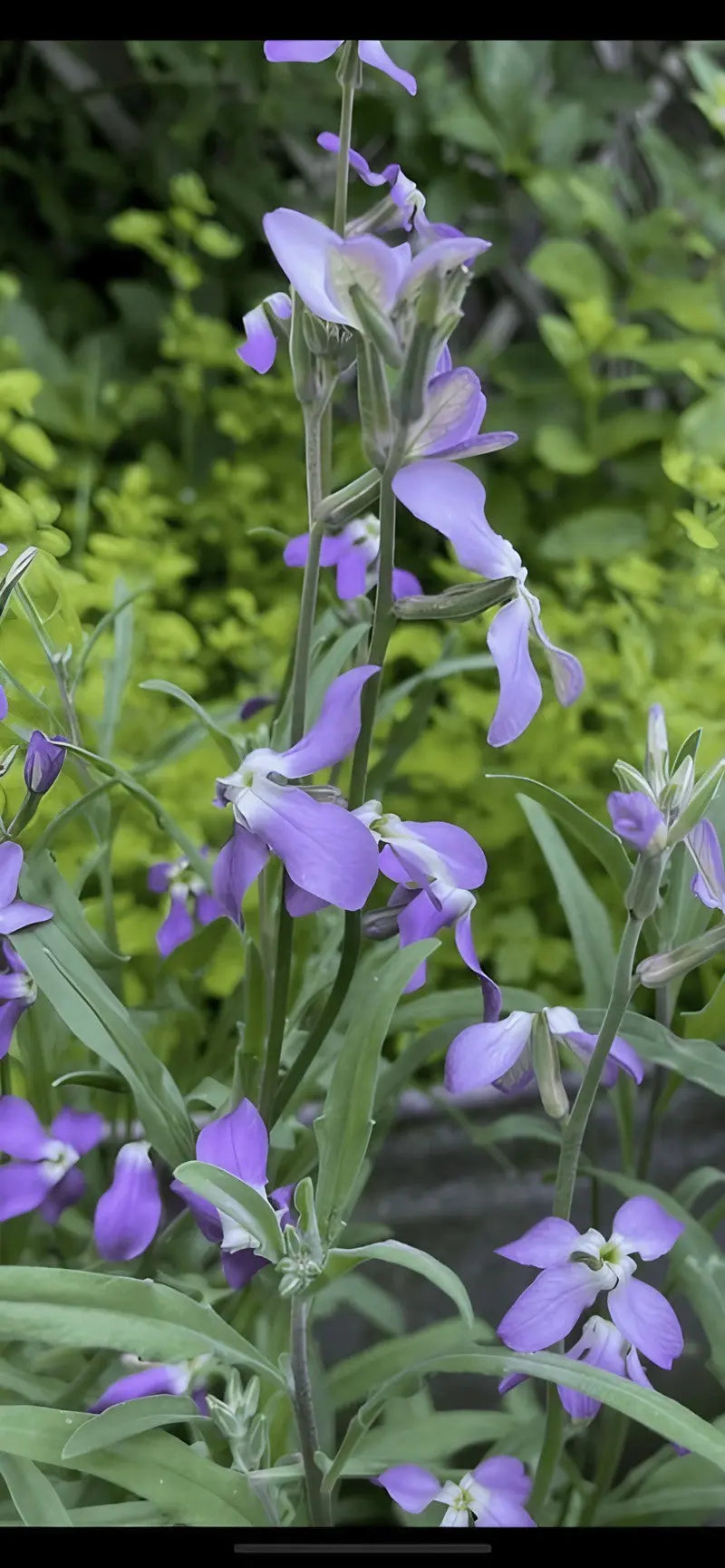Stocks Night Scented Lavender