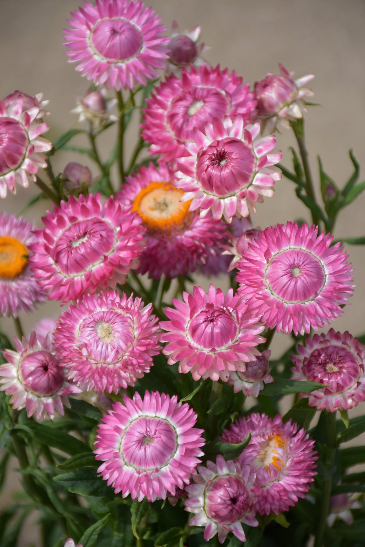 Strawflower Bright Rose
