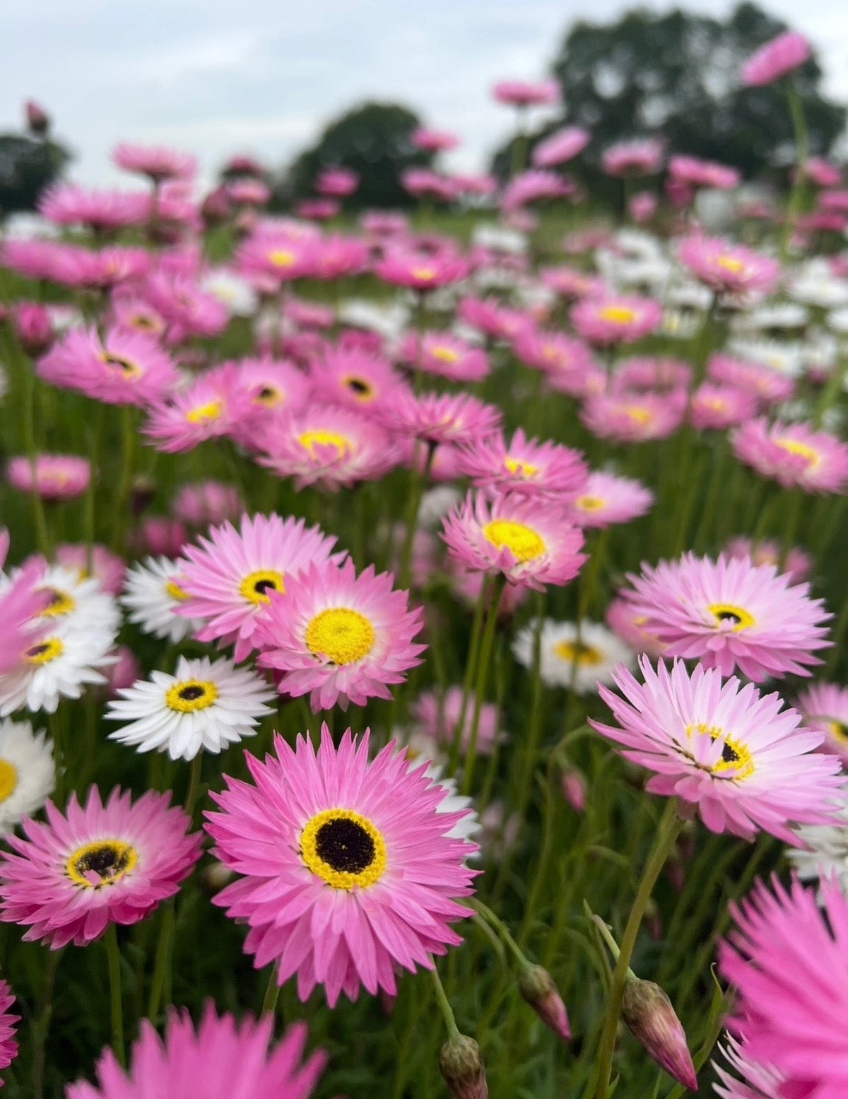 Strawflower Helipterum Roseum Mixed