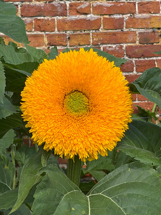Sunflower Teddy Bear