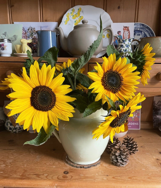 Sunflower Waooh!