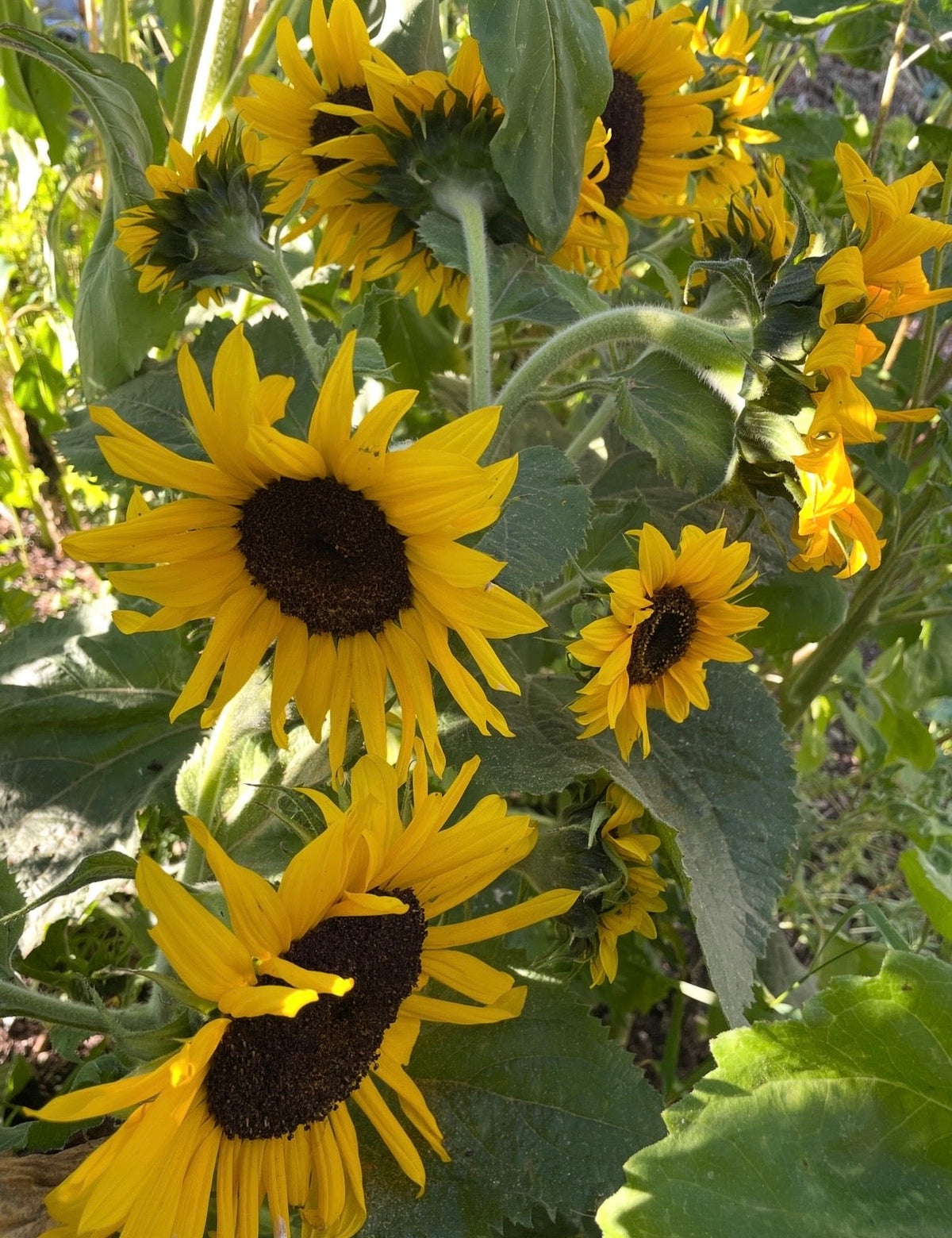 Sunflower Waooh!