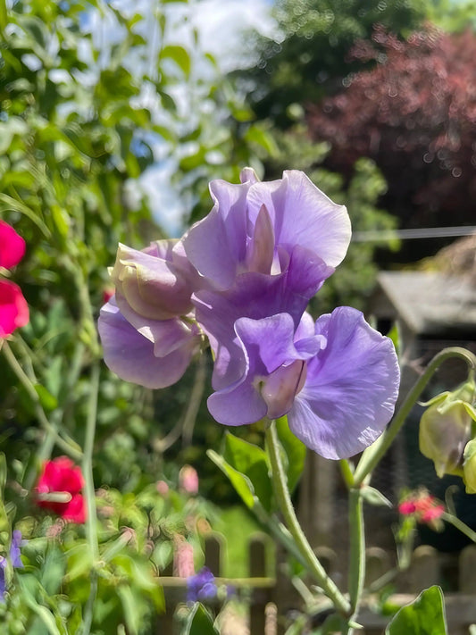Sweet Pea Leamington