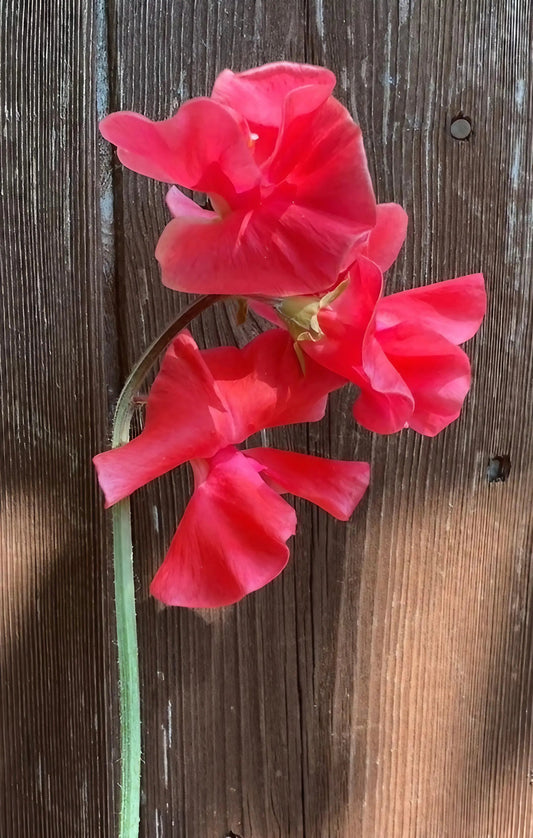 Sweet Pea Mammoth Rose Pink