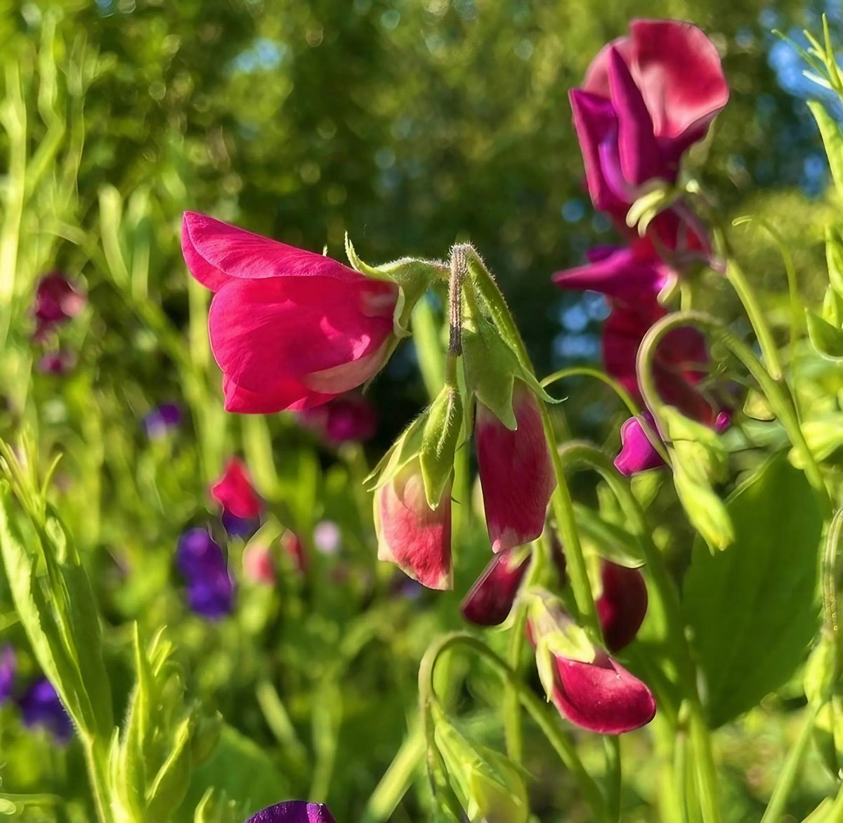 Sweet Pea Old Spice Starry Night