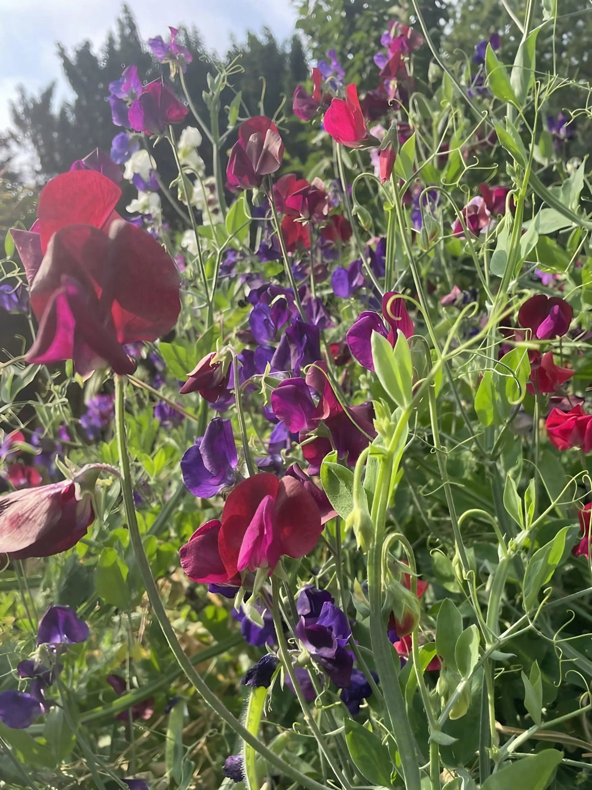 Sweet Pea Old Spice Starry Night