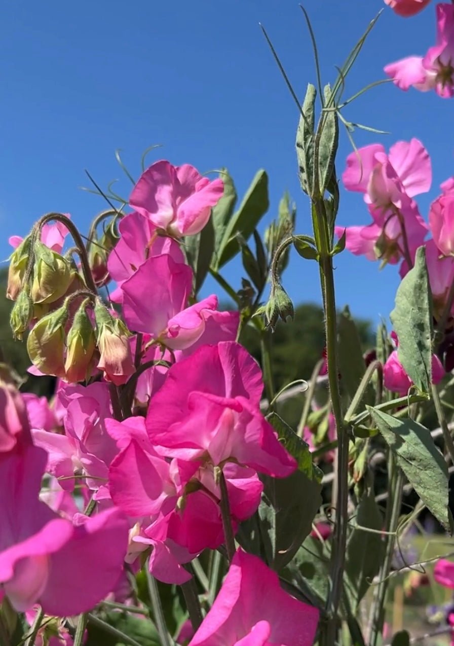 Sweet Pea Parfume Millennium