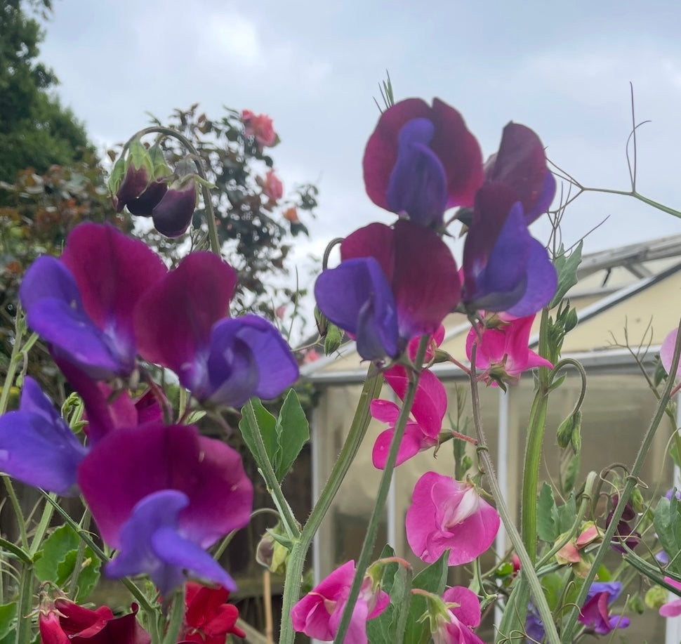 Sweet Pea Purple Pimpernell