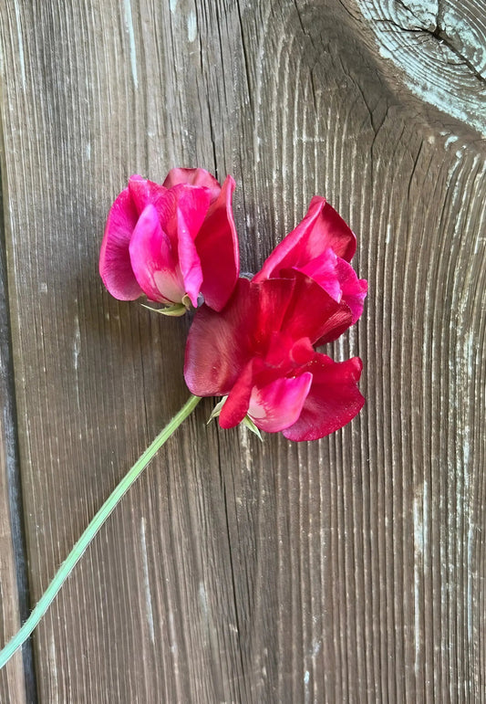Sweet Pea Winston Churchill