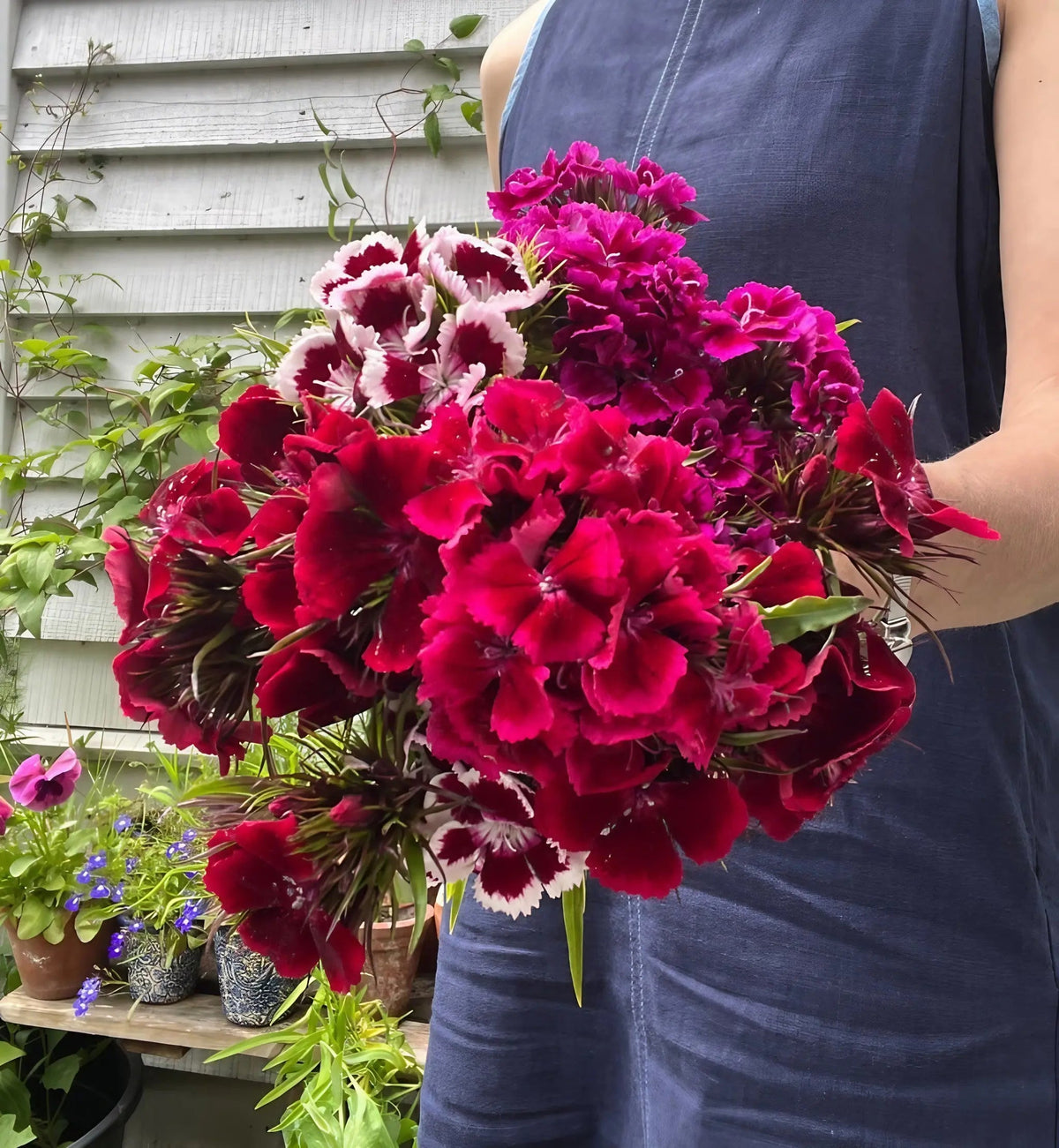 Sweet William Indian Carpet Mixed