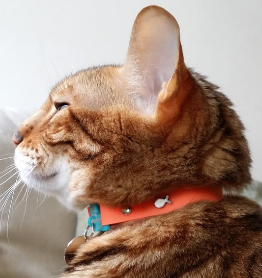 KITTYRAMA TANGERINE CAT COLLAR - Quick Release, Breakaway, Hypoallergenic