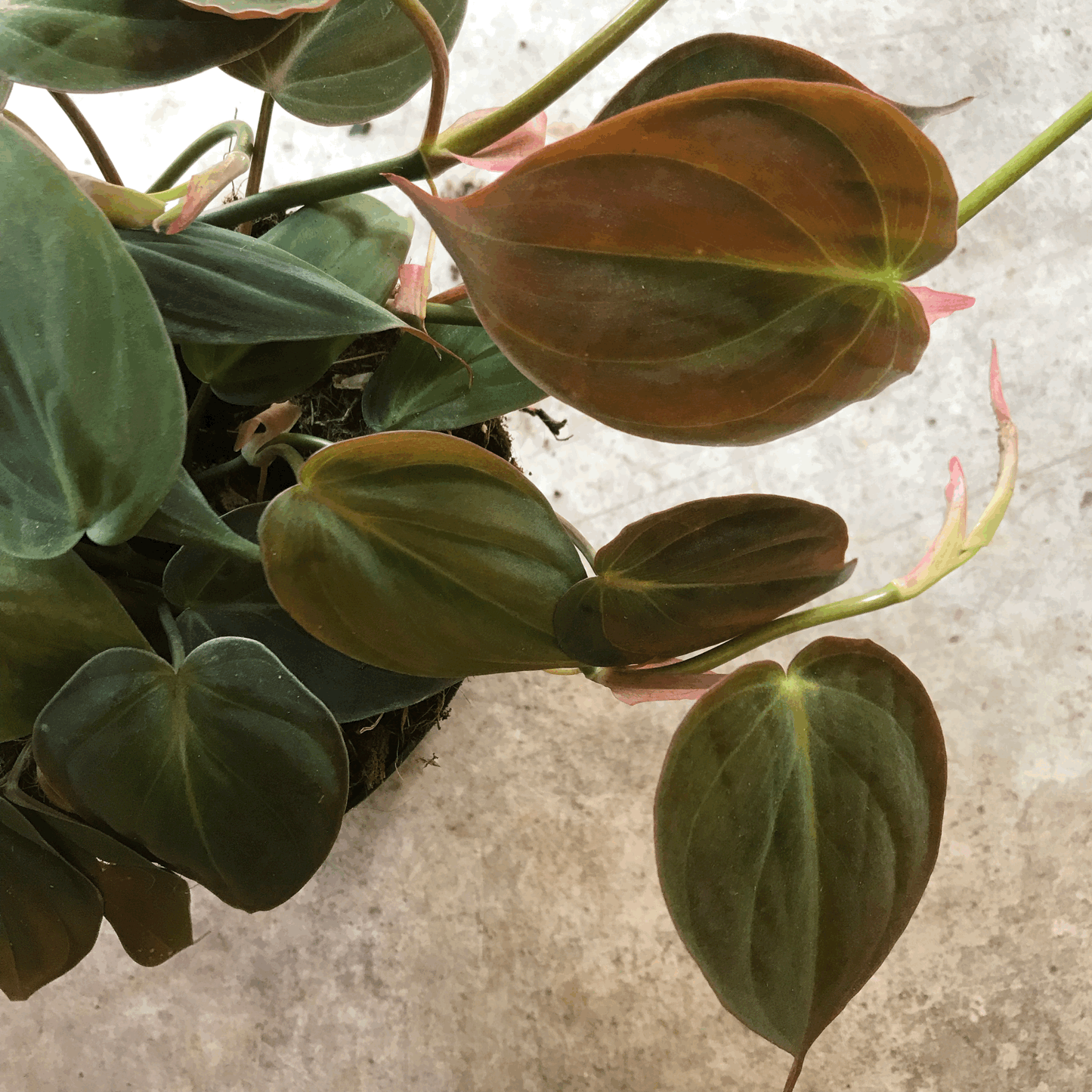 Philodendron hederaceum var. hederaceum (Velvet Leaf / Philodendron micans) Various sizes