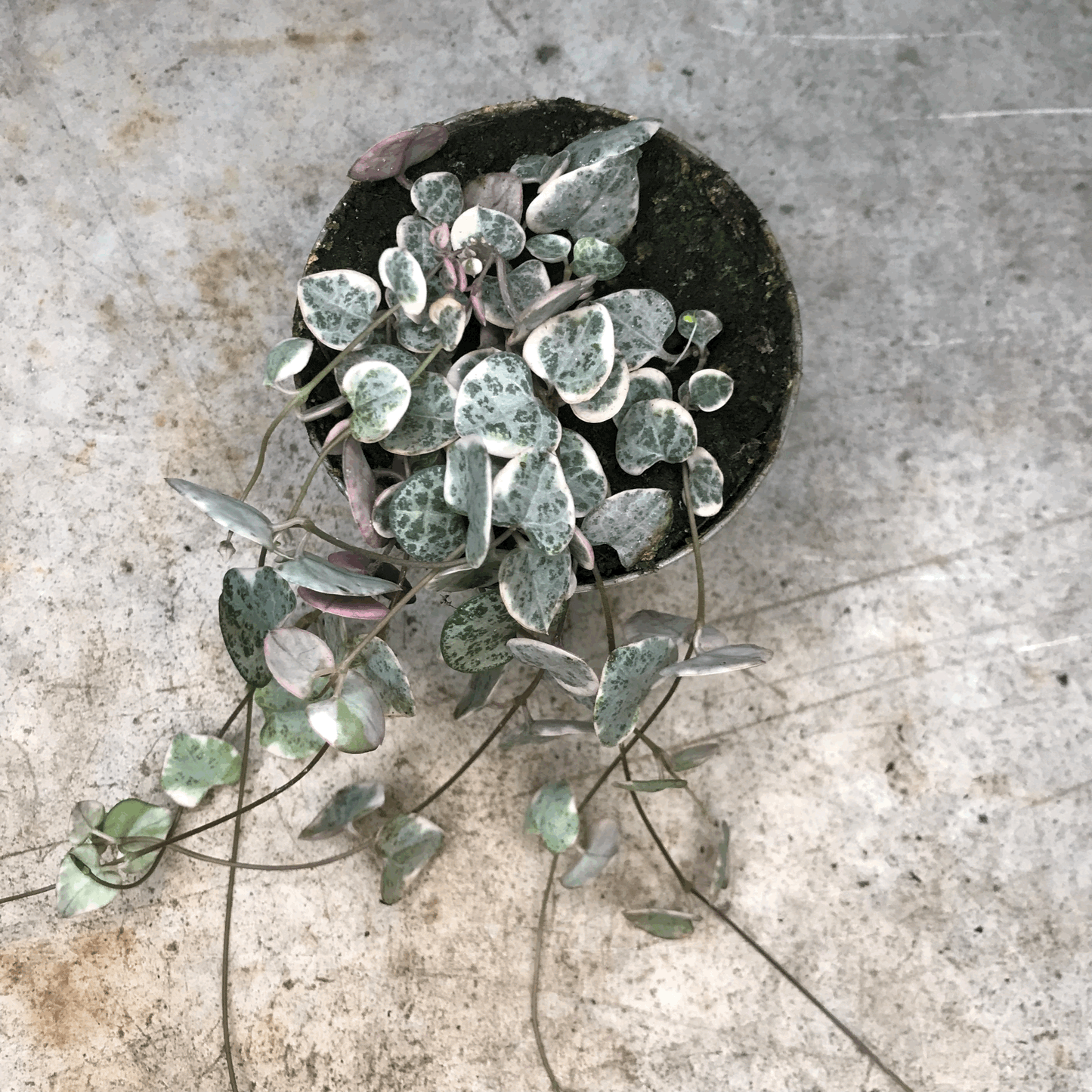 Ceropegia woodii 'Variegata' (String of Hearts)